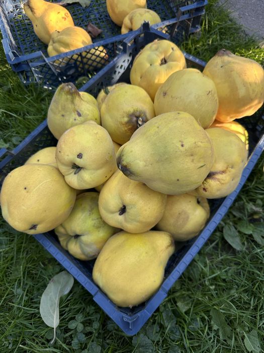 Gutui bio.