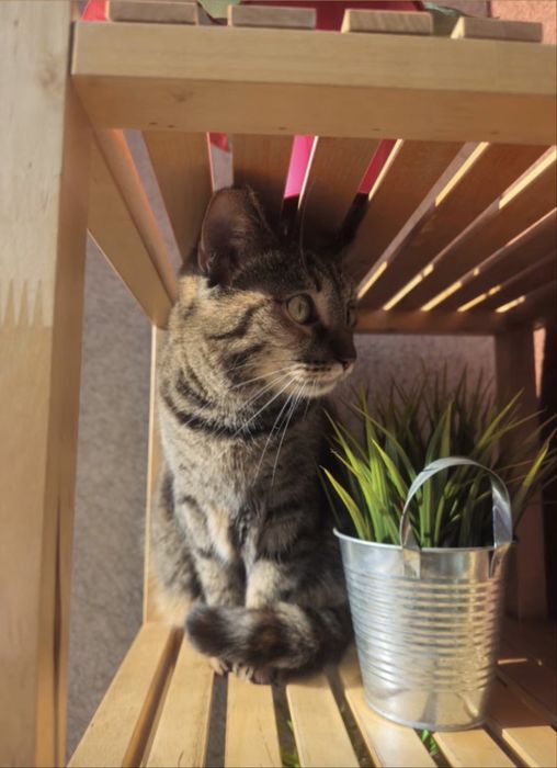 Подарявам Котка на 3 години