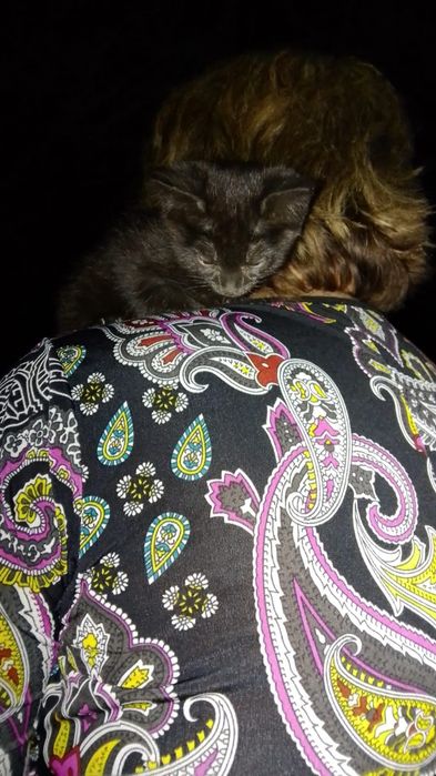 Котик в добрые руки