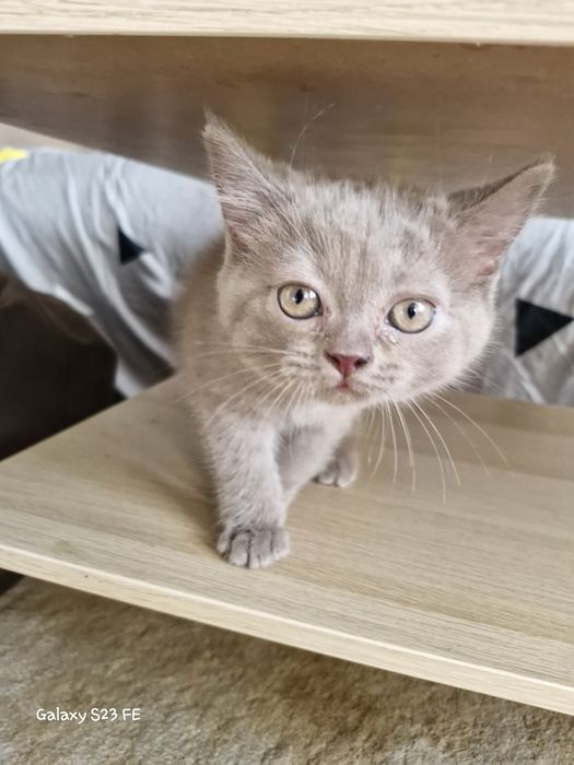 Британские котята