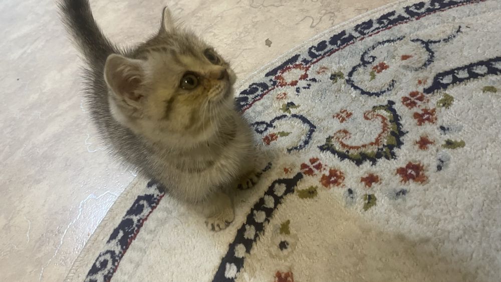 Отдам котенка 1 мес девочка