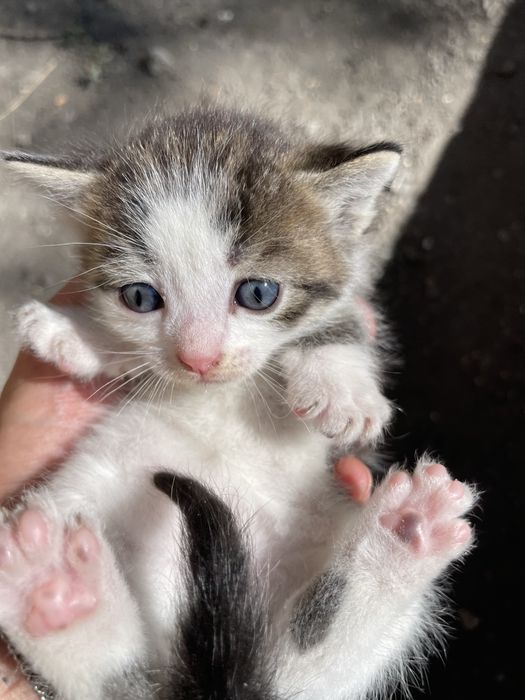 Отдам котят в хорошие