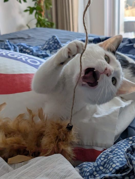 MuNa o miiiinunata pisica pentru adopție