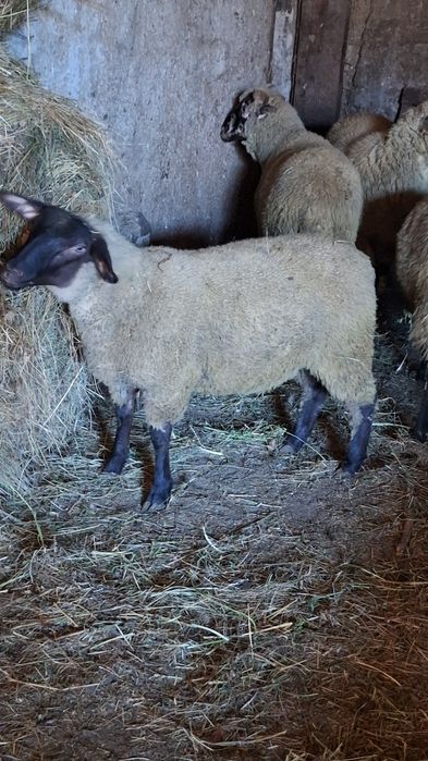 Vând mieluțe metis suffolk