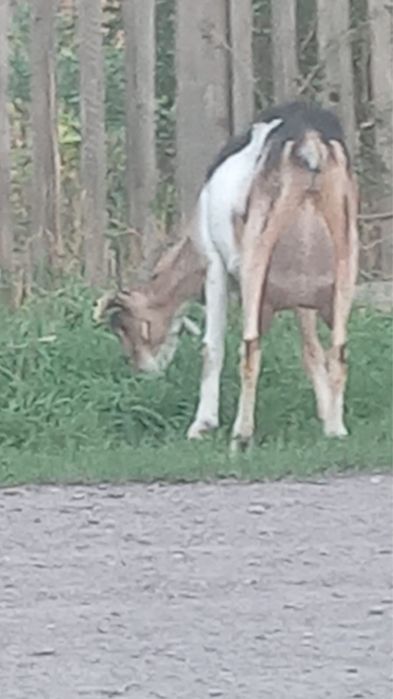 козлята молочные породы