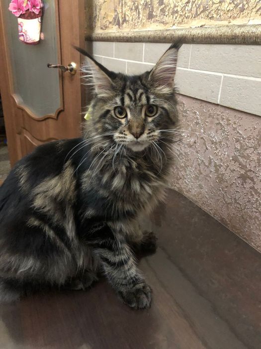 Вязка, вязка мейн-кун