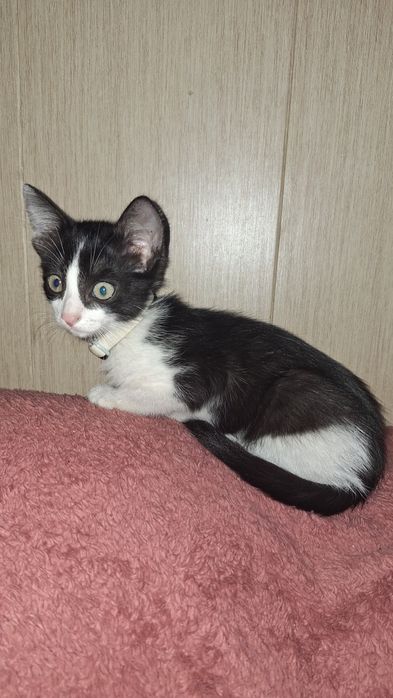 Котик в добрые руки