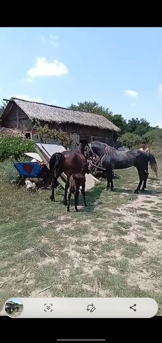 Vând iapa de 7 ani , gestanta .