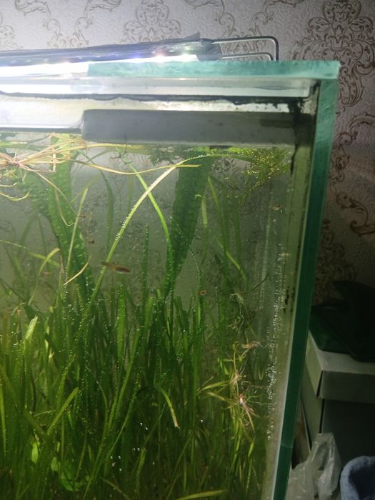 Продам подростков гуппи 150 тг