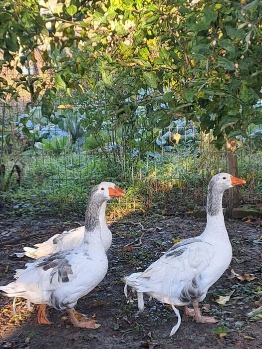 Vând gâscan (boboc din primăvară)