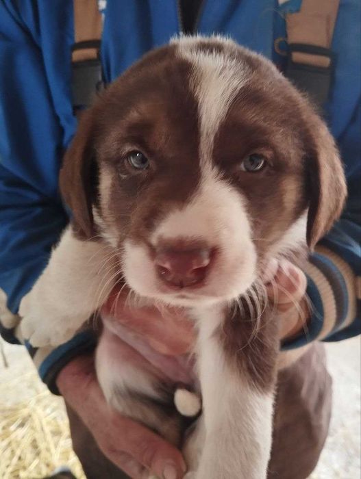 Отдам щенят бесплатно