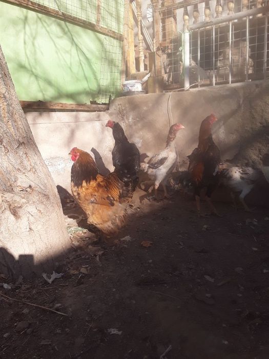 Vork tovuq xo'rozlar jo'jalar