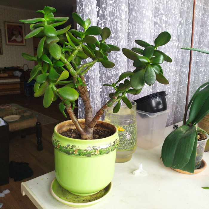 Алоэ, денежное дерево