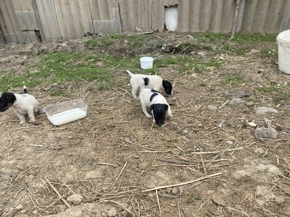 Глодка шорстный фокстерьер