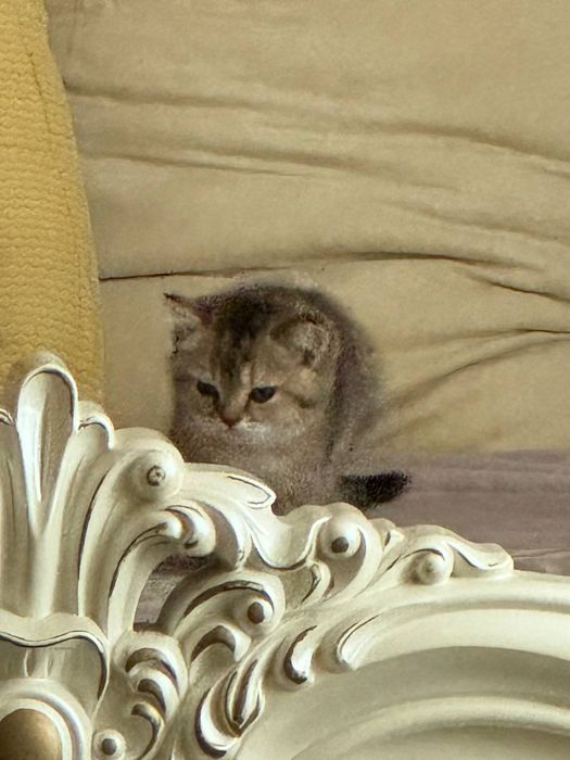 Кошка шиншилла породистый знает латок