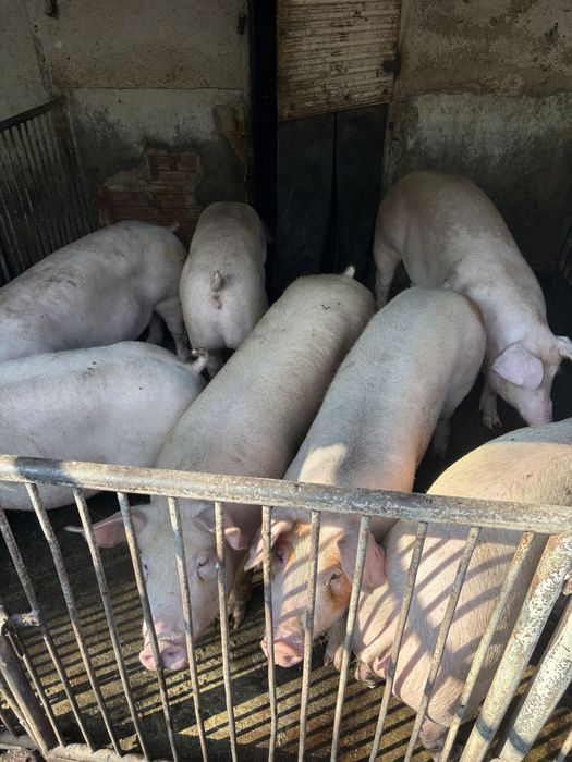 Продаваме прасета