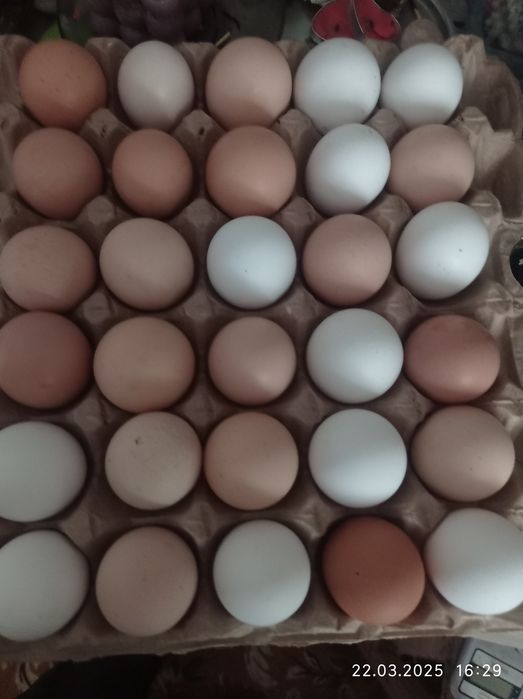 Продам яйца домашние