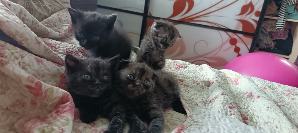Продам котят веслоухих