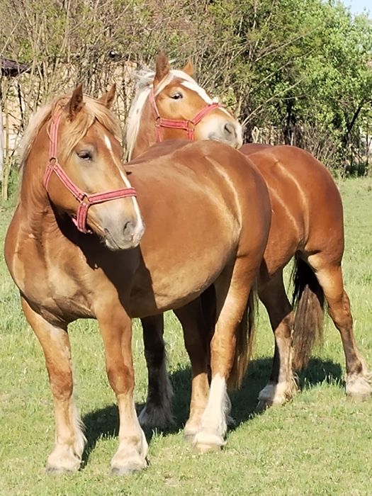 Vand doua manze de un an si 10 luni