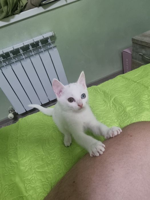 Очаровательная котёнка