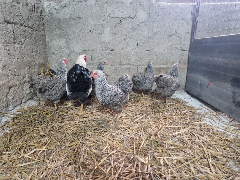 Wyandotte pitic argintiu cu benzi duble