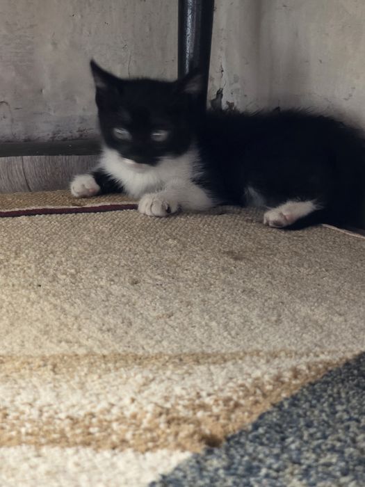 Котята бесплатно двоя мальчик и девочка