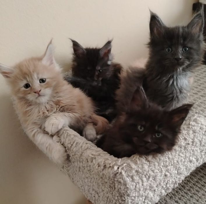 Котята породы Мейн-кун