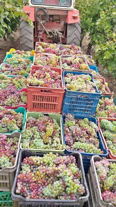 Продавам грозде от с. Глушник общ. Сливен