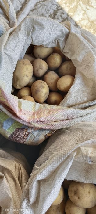Продам Домашний картофельь
