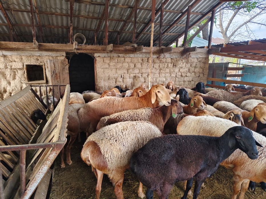 Продаются бараны!