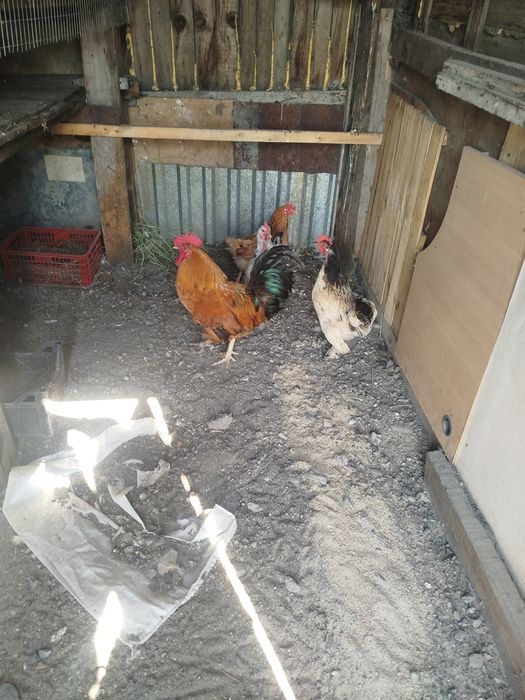 Продается куры домашние