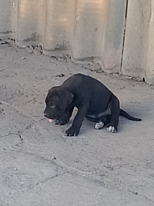 Продам щенят Кане корсо