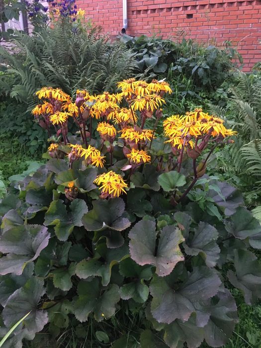 Бузульник зубчатый многолетний