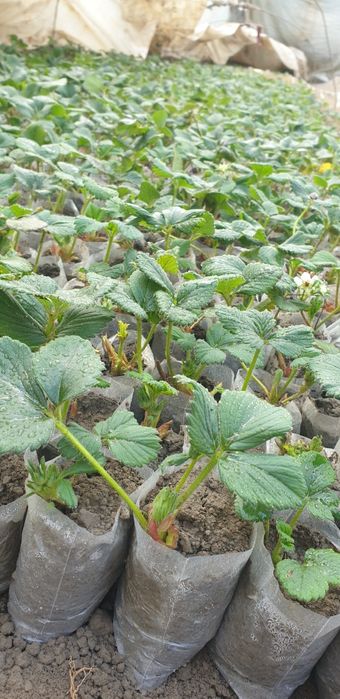 Клубника кучатлари