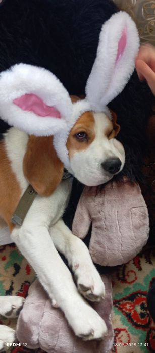 Собака бигль, договорная