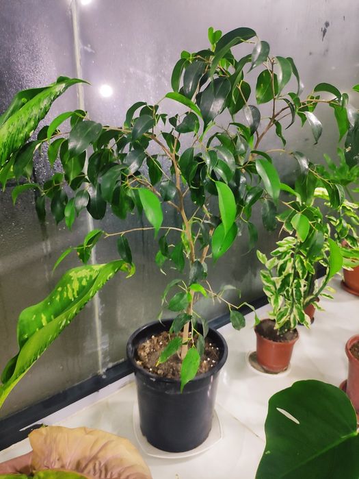 Фикус Бенджамина