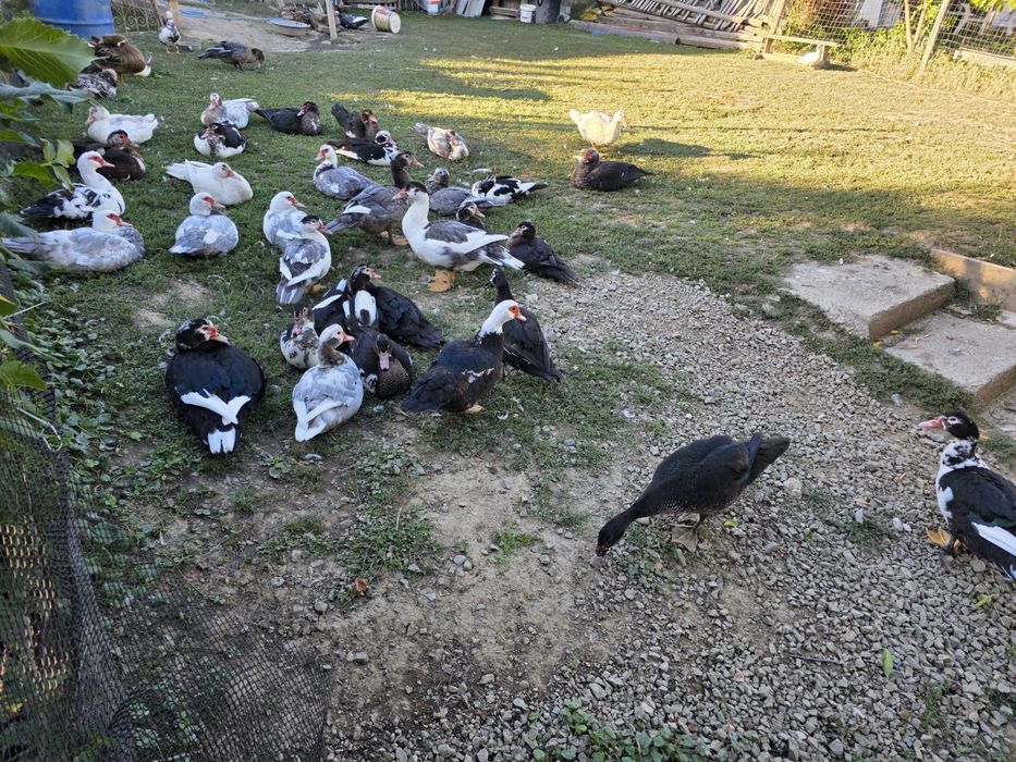 Vand rate de casa