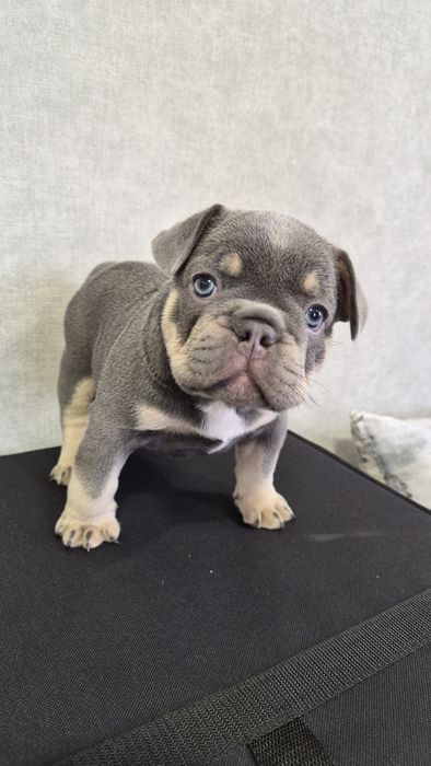 Продам французский бульдог