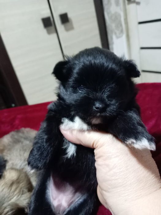 Продам щенков помесь шпиц и бивер