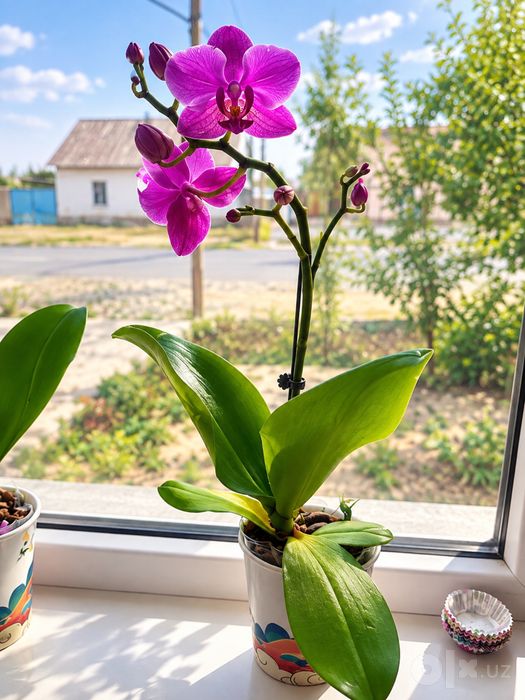 Orxideya (Phalaenopsis)