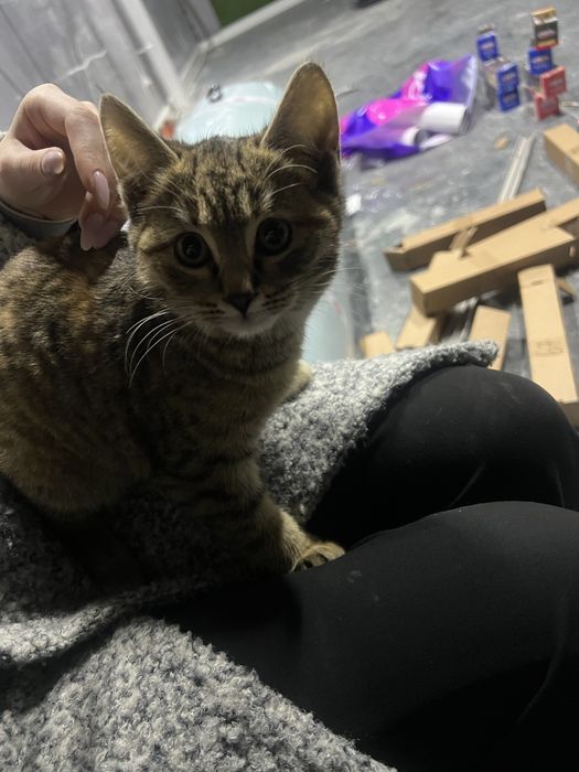 Заберите хорошего доброго катенка очень любит ласку