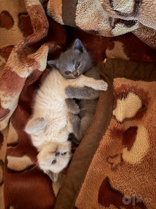 Продается КОТЕНОК