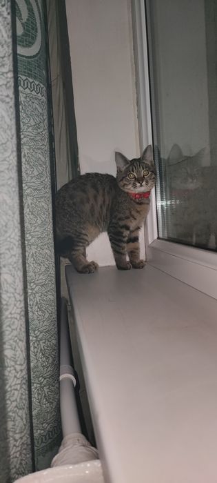 Отдам в добрые руки