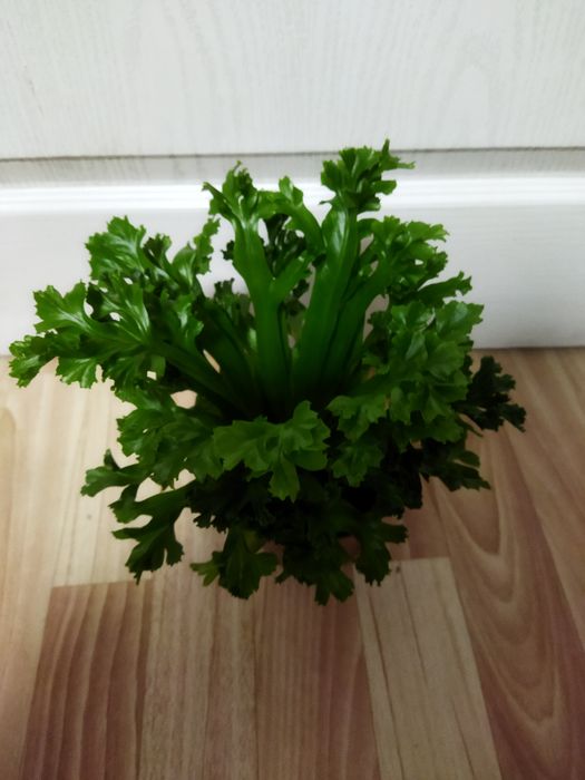 Комнатные цветы продам