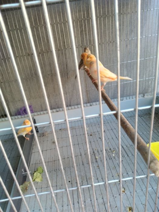 Канарека сотилади мазайка