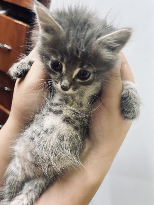 отдам котят в добрые руки