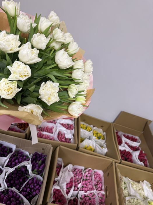 Продажа голландских тюльпанов