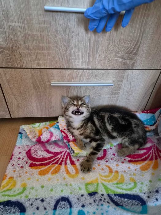 Подарявам малко коте