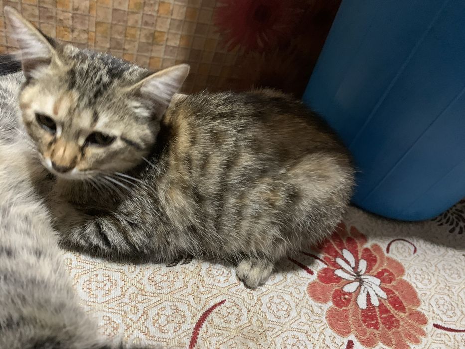 Котята полосатые