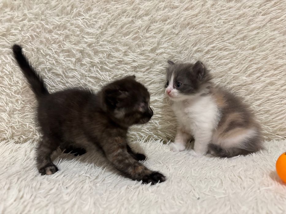 Котята в добрые руки